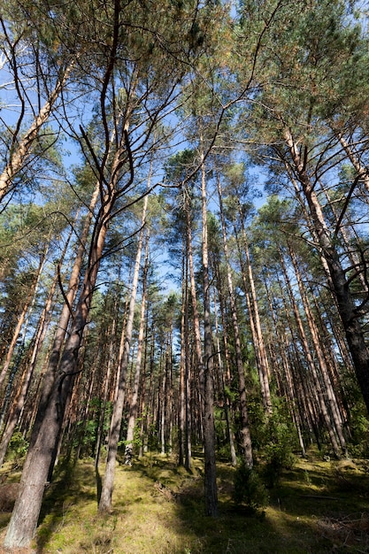 Floresta mista na temporada de outono durante a queda das folhas