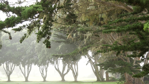 Floresta misteriosa enevoada na linha de neblina de árvores em clima chuvoso e nevoento calmo