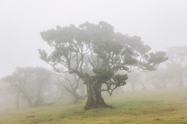 Floresta mística Fanal laurisilva na ilha da Madeira, Portugal