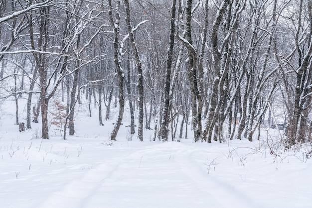 Floresta montanhosa de inverno, árvores nuas cobertas de neve