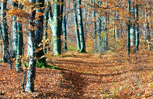 Floresta montanhosa ensolarada de outono (na encosta da montanha)