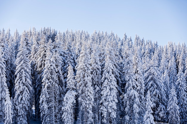 Floresta montanhosa sob a neve no inverno