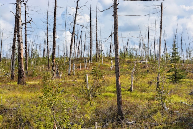 Floresta morta morta pela Usina de Níquel de Norilsk