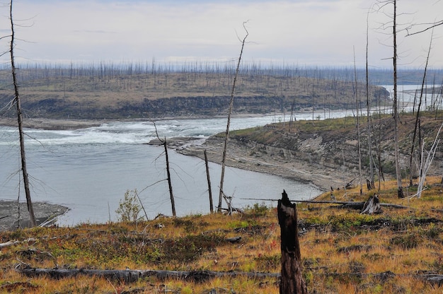 Floresta morta morta pela Usina de Níquel de Norilsk