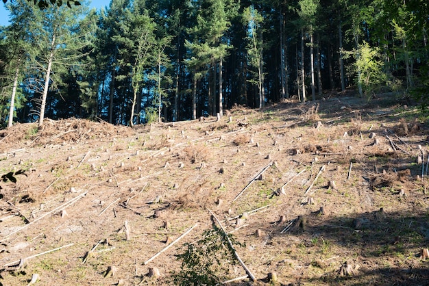 Floresta na Alemanha, árvores cortadas, solo seco após onda de calor no verão, aquecimento global