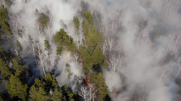 Floresta na encosta, enorme incêndio com fumaça preta espessa