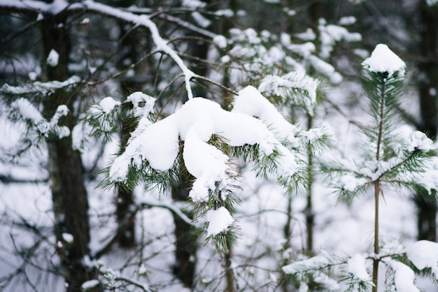 Floresta na geada. paisagem de inverno. árvores cobertas de neve