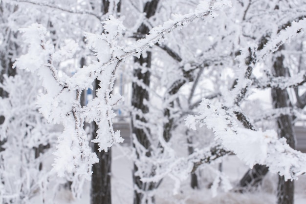 Floresta na geada paisagem de inverno árvores cobertas de neve