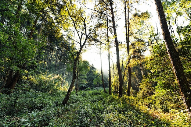 Floresta na luz da manhã e nevoeiro nas árvores, floresta verde