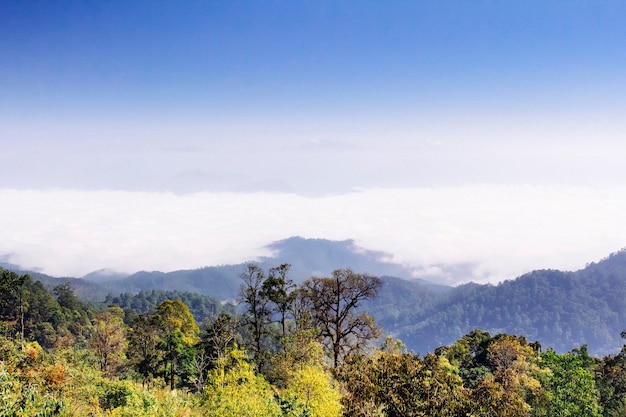 Floresta na montanha no distrito de pai, província de maehongson, tailândia