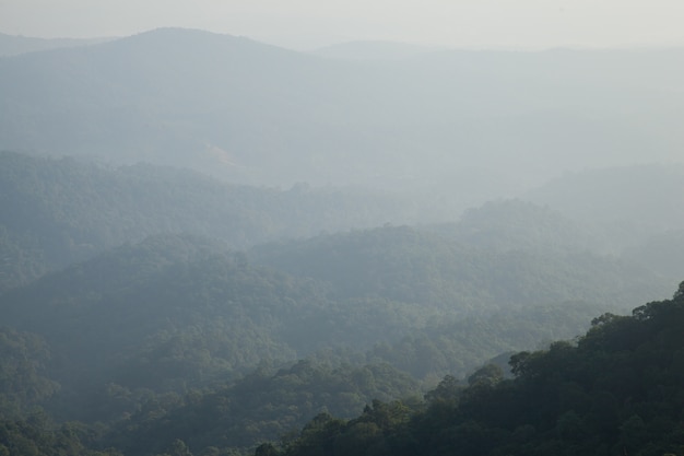 floresta na montanha