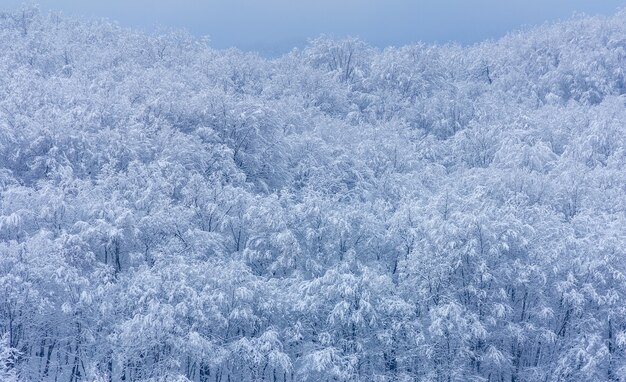 Floresta na neve em uma manhã de inverno