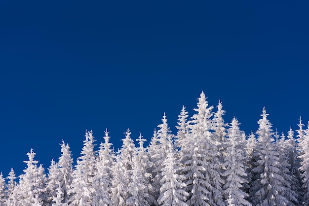 Floresta na neve no fundo do céu azul