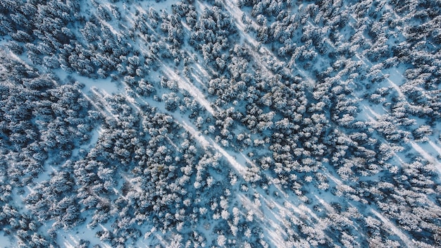 Floresta na neve vista aérea