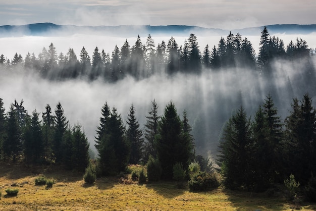 Foto floresta na névoa da manhã. nevoeiro dividido por raios de sol. opinião da manhã enevoada na área de montanha molhada.