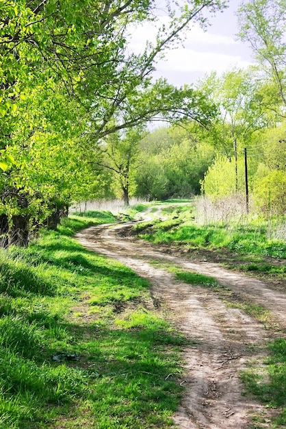 Floresta na primavera. Paisagem de primavera com estrada rural em um dia ensolarado