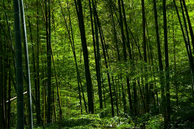 Floresta nacional de bambu verde fresco floresta de bambu