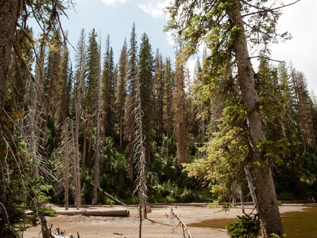 Floresta Nacional do Rio Grande, no Colorado.