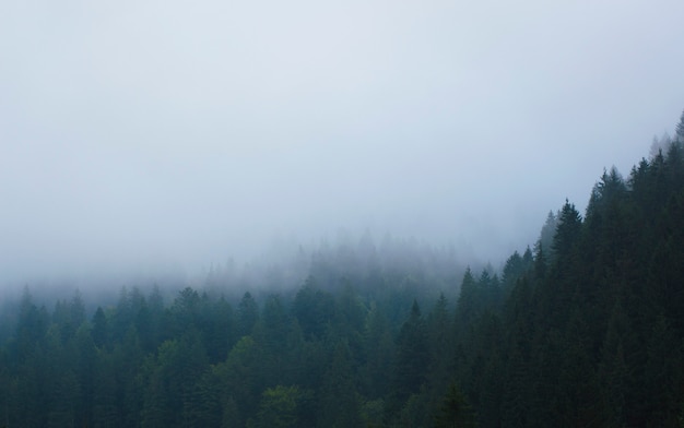 Floresta nas montanhas em uma névoa contra o céu