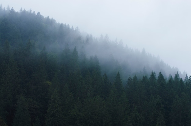 Floresta nas montanhas em uma névoa contra o céu