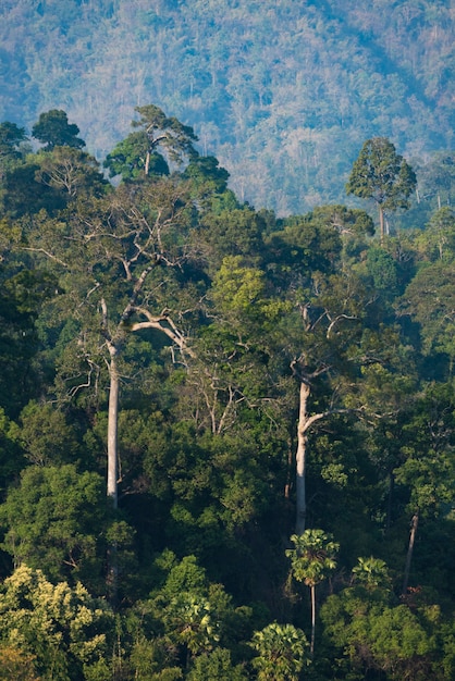 Foto floresta natural com árvore tropical na ásia