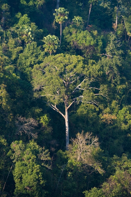 floresta natural com árvore tropical na Ásia