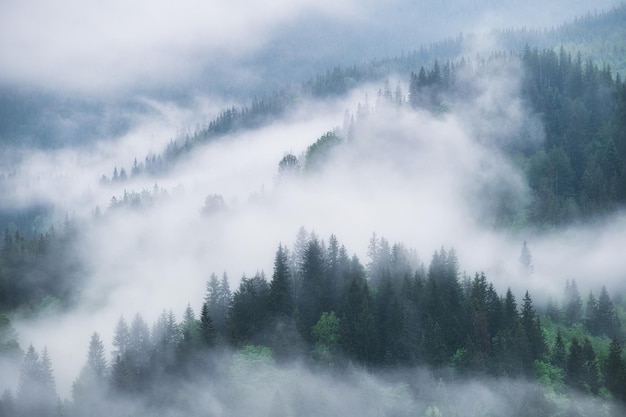 Floresta nebulosa nas montanhas Paisagem com árvores e névoa Paisagem depois da chuva Uma vista para o fundo Imagem da natureza