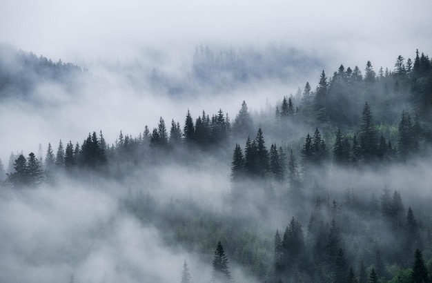 Floresta nebulosa nas montanhas paisagem com árvores e névoa paisagem depois da chuva uma vista para o fundo imagem da natureza