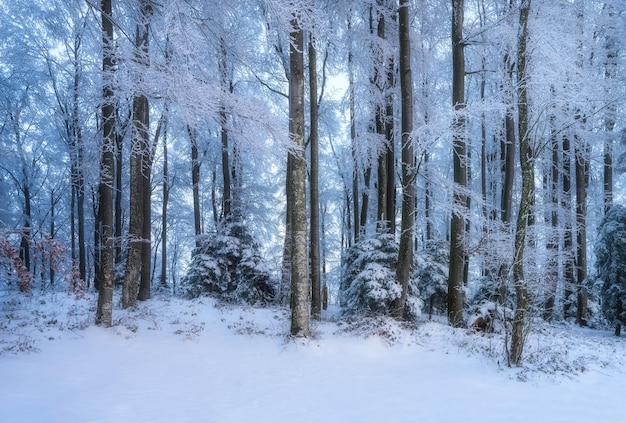 Floresta nevada no inverno incrível ao nascer do sol Paisagem colorida com árvores na neve céu laranja ao amanhecer nas montanhas Queda de neve na floresta Floresta congelada invernal Floresta coberta de neve Árvores na natureza