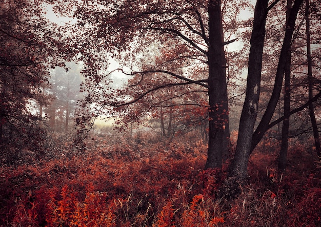 Floresta nevoenta de outono