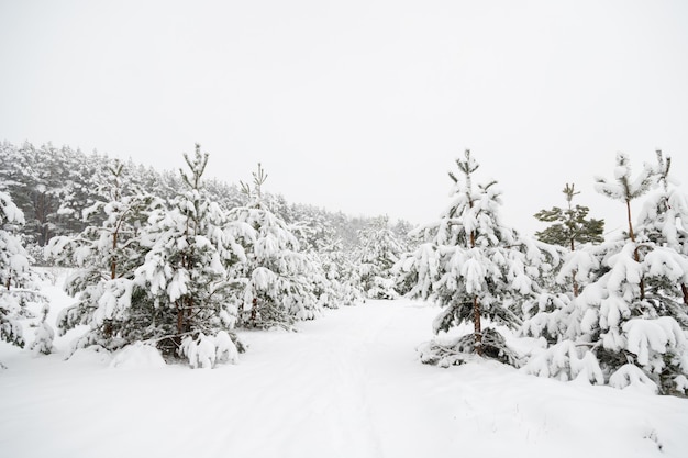 Floresta no inverno coberta pela neve