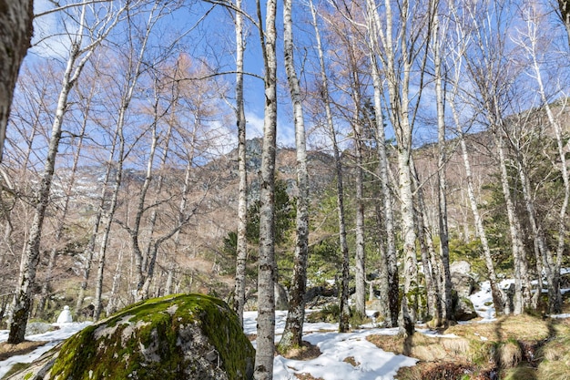 Floresta no inverno com neve e árvores sem folhas em um parque natural