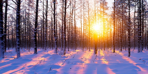 floresta no inverno e nascer do sol