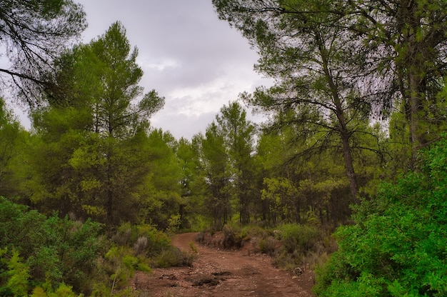 Floresta no outono.