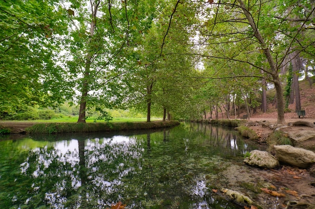 Floresta no outono.