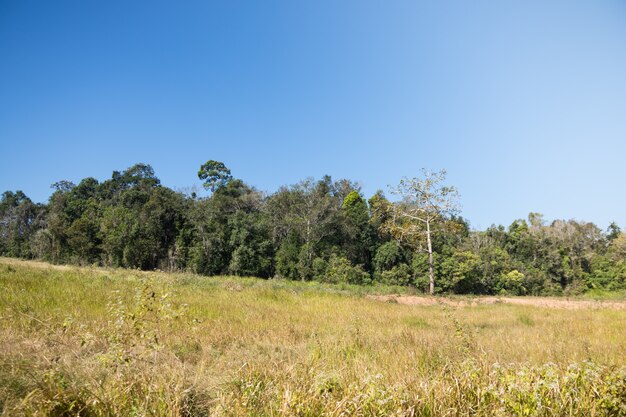 Floresta no parque nacional khao yai.