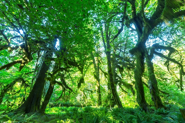 Floresta no Parque Nacional Olímpico, Washington