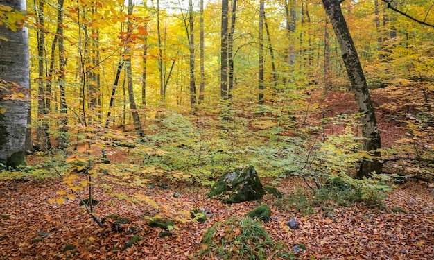 Floresta no Parque Nacional Yedigoller Turquia