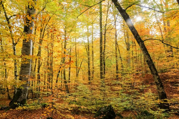 Floresta no Parque Nacional Yedigoller Turquia