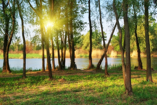 Floresta no rio