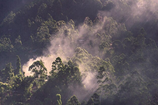 Floresta no Sri Lanka