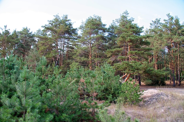 Floresta no verão na Rússia