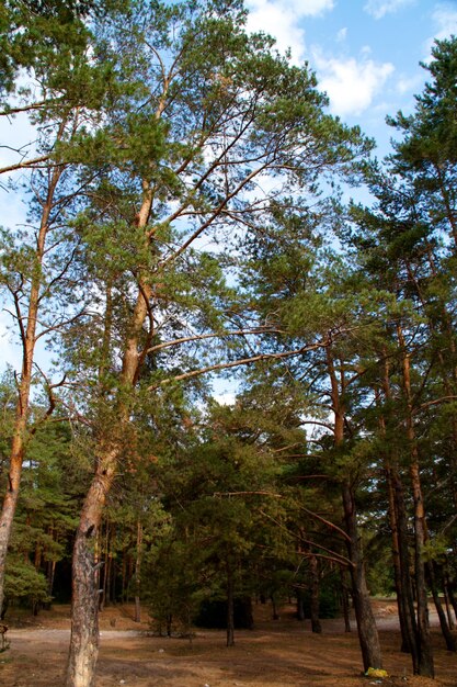 Floresta no verão na Rússia