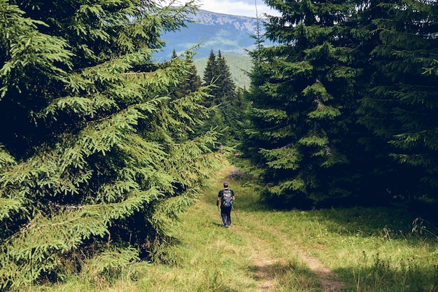 Floresta no verão. Um caminho entre o abeto e o pinheiro durante um dia ensolarado. Homem com roupas esportivas e mochila escala a floresta escura de outono. Caminhadas na montanha selvagem. Conceito de viagens de aventura.