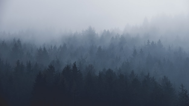 Foto floresta nublada nas montanhas
