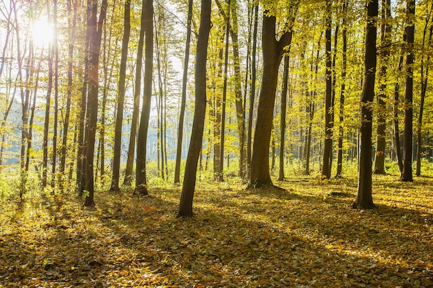 Floresta outonal dourada com raios solares