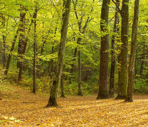 Foto floresta outonal dourada com raios solares