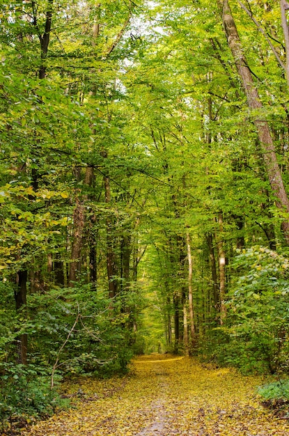 Floresta outonal dourada com raios solares