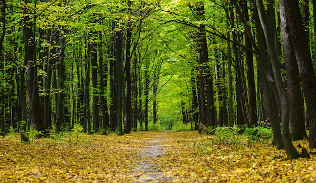 Floresta outonal dourada com raios solares