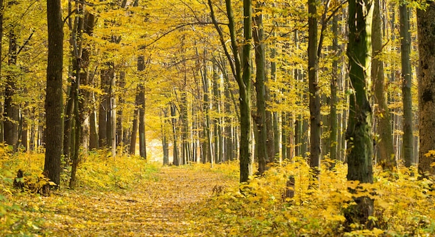 Floresta outonal dourada com raios solares